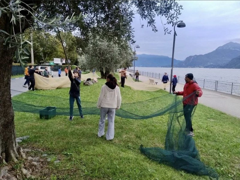 raccolta_olive_dervio1.jpeg (148 KB)