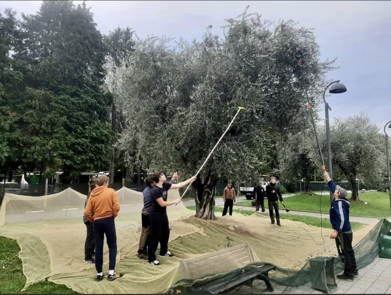 raccolta_olive_dervio3.jpeg (156 KB)
