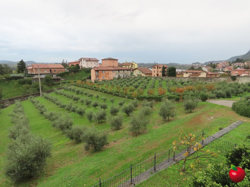 olivetocasadelcieco_19.jpg (155 KB)