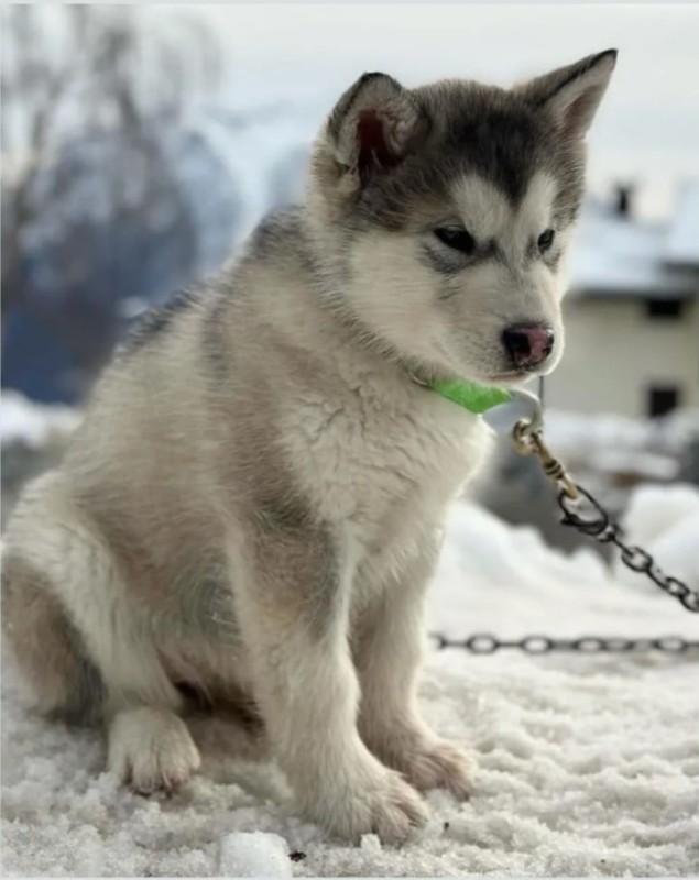 Malamute_3.jpg (75 KB)