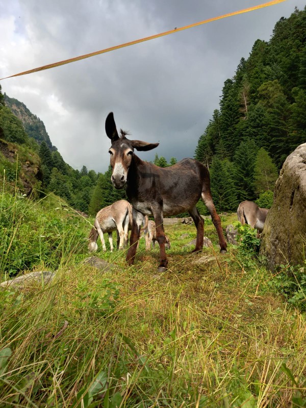 Animali_in_alpeggio.jpg (174 KB)