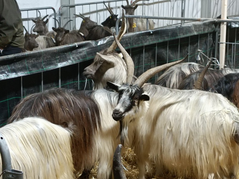 mostracapraorobica2025__12_.jpg (123 KB)